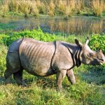 NP_AL_Chitwan neushoorn_72004918